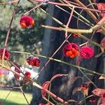 Euonymus americanus 花