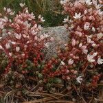 Sedum brevifolium Flower