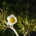 Ranunculus trichophyllus Kukka