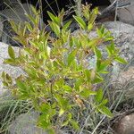 Bouvardia ternifolia Habit