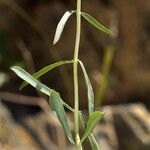 Penstemon fruticiformis موطن