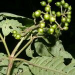 Psychotria jimenezii Leaf