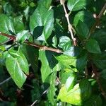 Thunbergia erecta Leaf