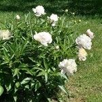 Paeonia lactifloraVirág