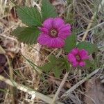 Rubus arcticus Flor