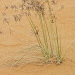 Cyperus conglomeratus 形態