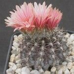 Eriosyce crispa Flor