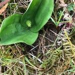 Neottia ovata Leaf