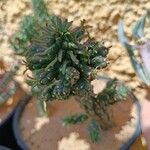 Euphorbia caput-medusae Rinde