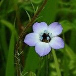 Gilia tricolor Kvet