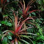 Cordyline australis 叶