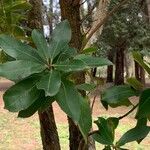 Arbutus × andrachnoides Folio