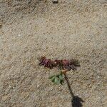 Euphorbia peplis Leaf