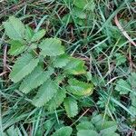 Sanguisorba officinalis Folha