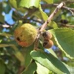 Grewia hexamita Fruit