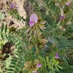 Tephrosia purpurea Blomma