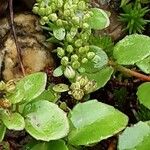 Polycarpon tetraphyllum Fulla