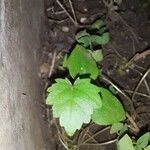 Vitis rotundifolia पत्ता