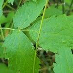 Actaea rubra बार्क (छाल)