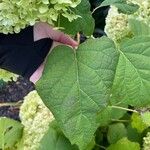 Hydrangea arborescensList