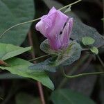 Ipomoea involucrata Kora