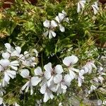 Pelargonium peltatum 花