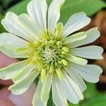 Zinnia polar bearFleur