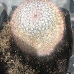 Mammillaria standleyi Hoja