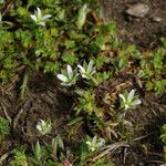 Moenchia erecta Habit