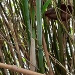 Phyllostachys sulphurea Corteza