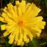 Crepis foetida 花