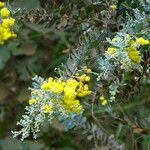 Acacia podalyriifolia Õis