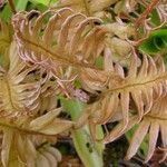 Woodwardia areolata Leaf