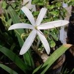 Crinum americanum 花
