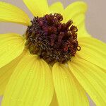 Helianthus niveus Blüte