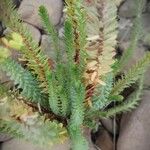 Euphorbia paralias List