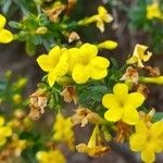 Jasminum fruticans Цветок