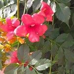 Campsis grandiflora പുഷ്പം