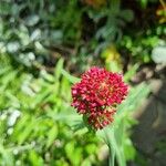 Valeriana lecoqii Flower