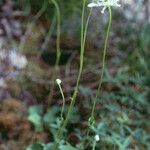 Parnassia fimbriata ᱛᱟᱦᱮᱸ