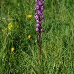 Dactylorhiza elata ᱛᱟᱦᱮᱸ