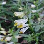 Melampyrum pratenseFlower