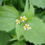 Galinsoga quadriradiata Flower