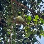 Aegle marmelos ഫലം