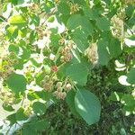 Amelanchier ovalisপাতা