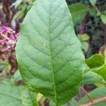 Phytolacca americana葉