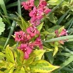 Weigela hortensis 花