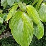 Cornus controversa Leaf