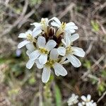 Arabis hirsutaCvet