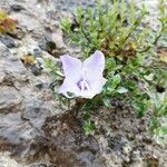 Campanula fragilis Blüte
